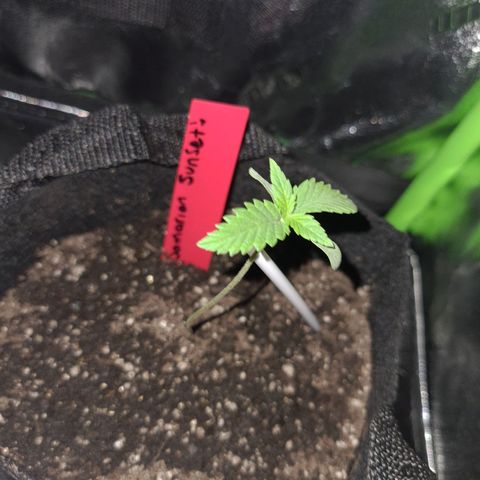 Samarian Sunset growlog timeline photo