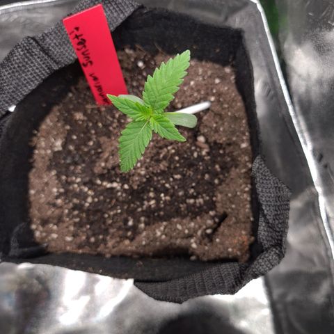 Samarian Sunset growlog timeline photo