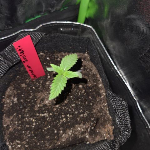 Samarian Sunset growlog timeline photo