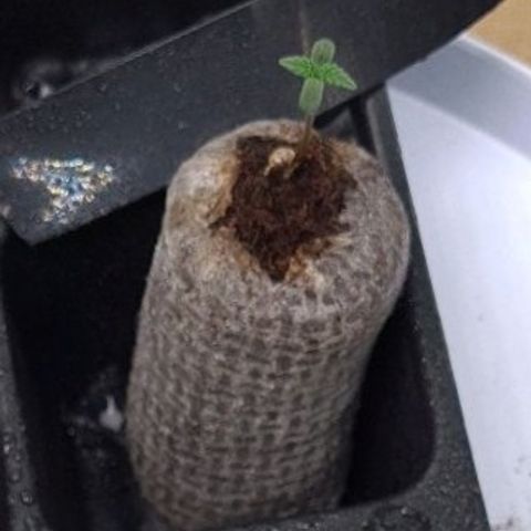 Angelito growlog timeline photo
