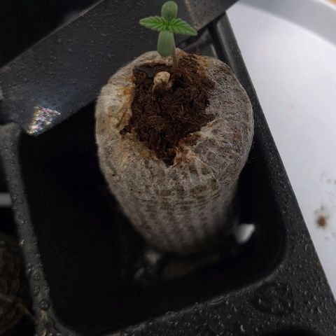 Angelito growlog timeline photo
