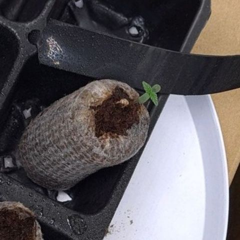 Angelito growlog timeline photo