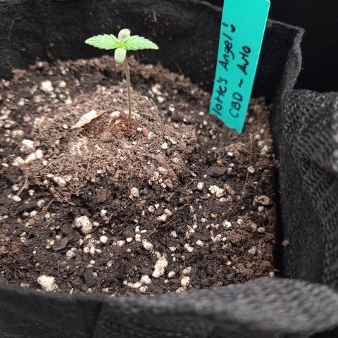Angelito growlog timeline photo