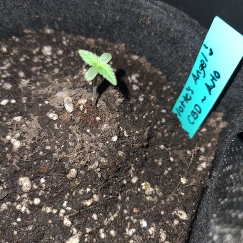 Angelito growlog timeline photo