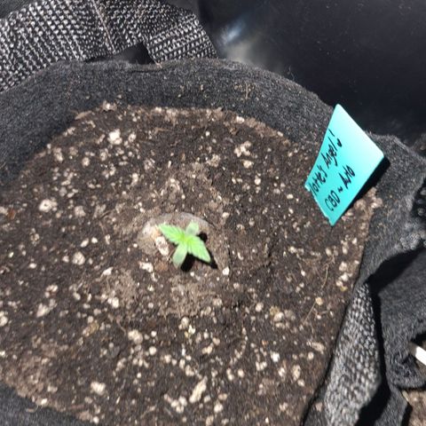 Angelito growlog timeline photo
