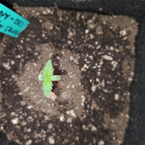 Angelito growlog timeline photo