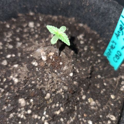 Angelito growlog timeline photo