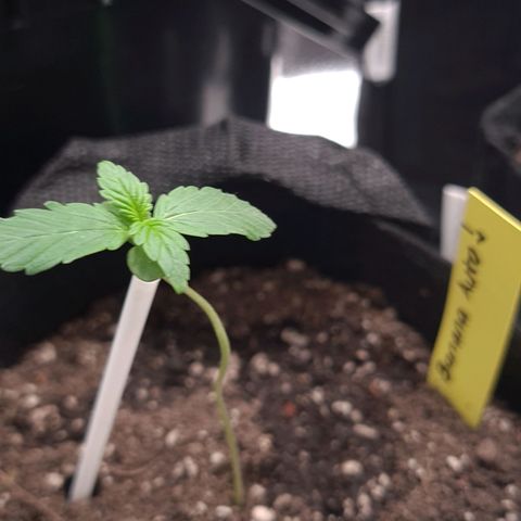 Patacon growlog timeline photo