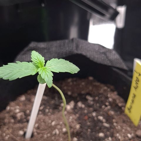 Patacon growlog timeline photo