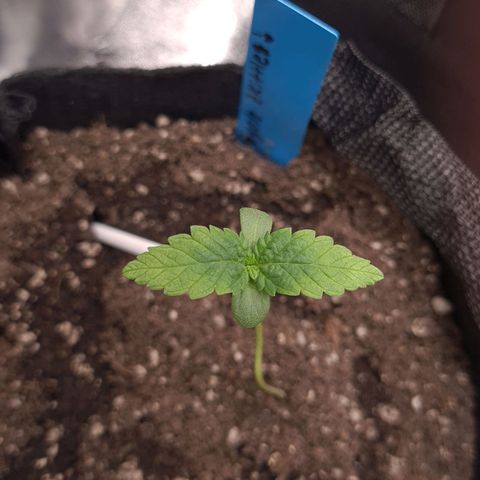 Peyote growlog timeline photo