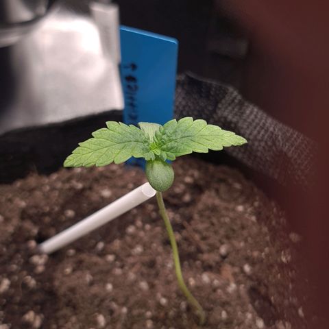 Peyote growlog timeline photo