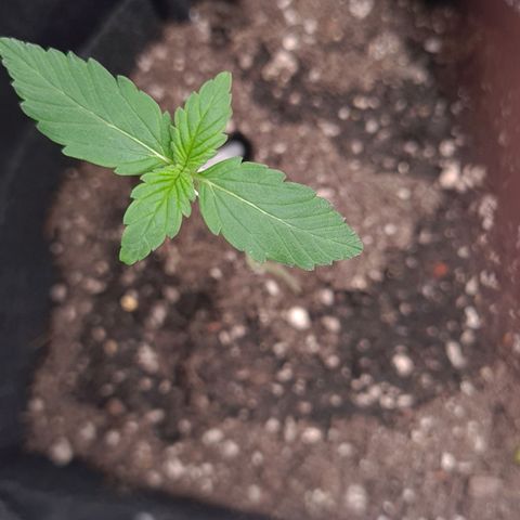 Patacon growlog timeline photo