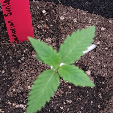 Samarian Sunset growlog timeline photo