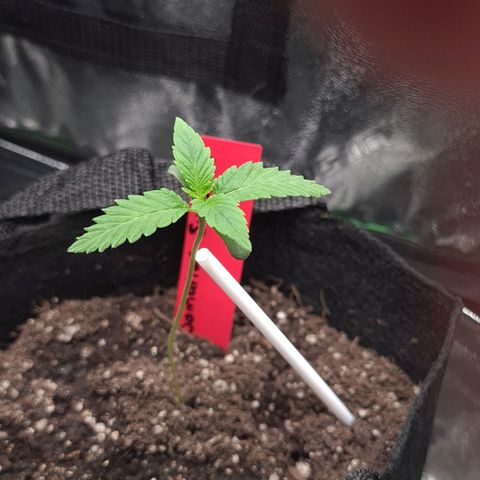 Samarian Sunset growlog timeline photo