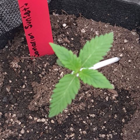 Samarian Sunset growlog timeline photo