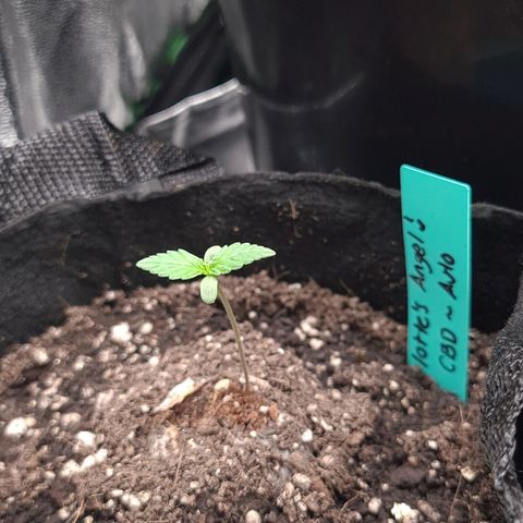 Angelito growlog timeline photo