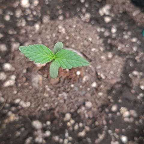 Angelito growlog timeline photo