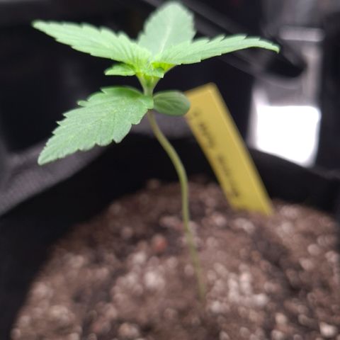 Patacon growlog timeline photo