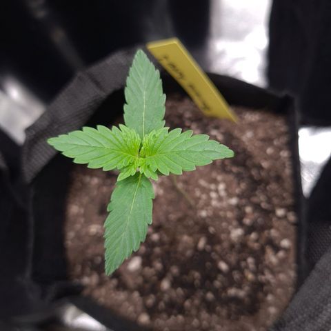 Patacon growlog timeline photo