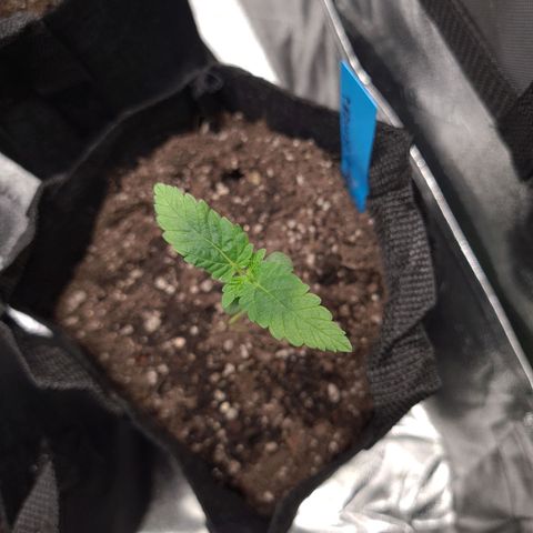 Peyote growlog timeline photo