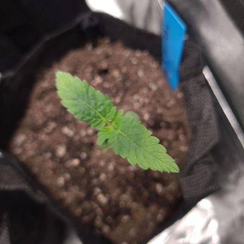 Peyote growlog timeline photo