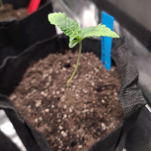 Peyote growlog timeline photo
