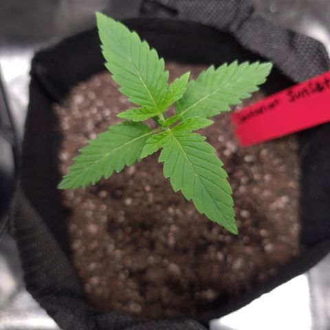 Samarian Sunset growlog timeline photo