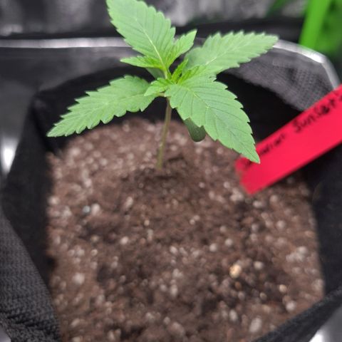 Samarian Sunset growlog timeline photo