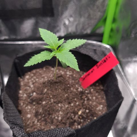 Samarian Sunset growlog timeline photo