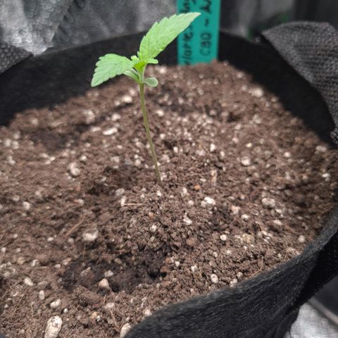 Angelito growlog timeline photo