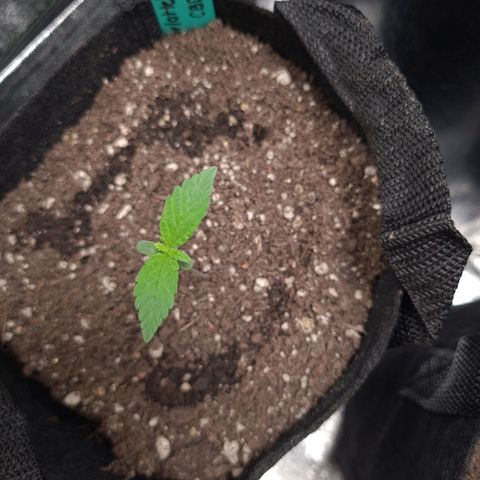 Angelito growlog timeline photo