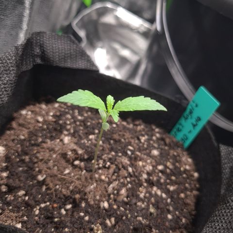 Angelito growlog timeline photo
