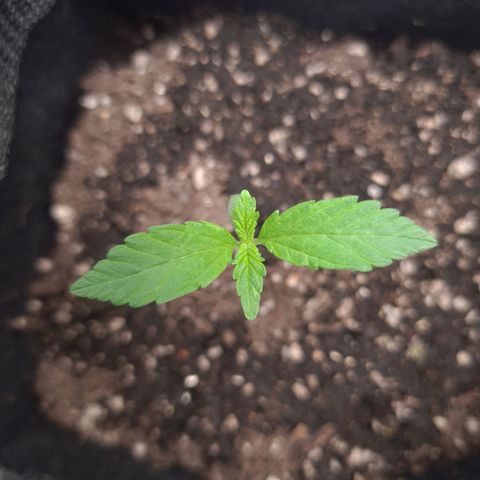 Angelito growlog timeline photo