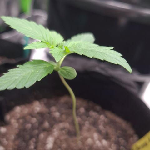 Patacon growlog timeline photo