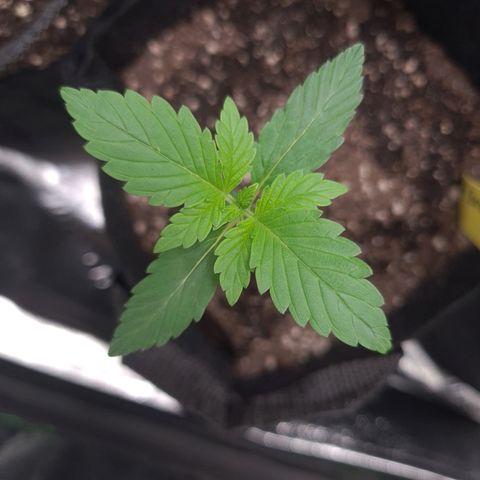 Patacon growlog timeline photo