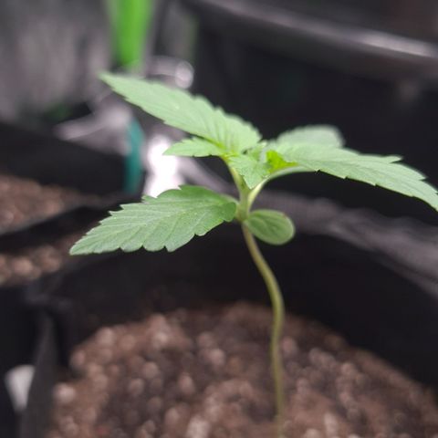 Patacon growlog timeline photo
