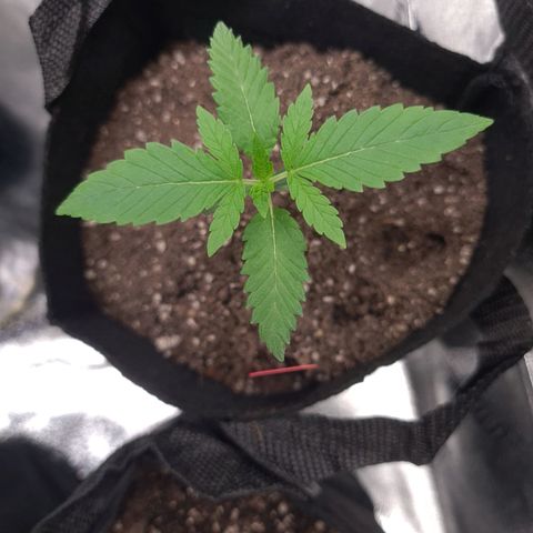 Samarian Sunset growlog timeline photo