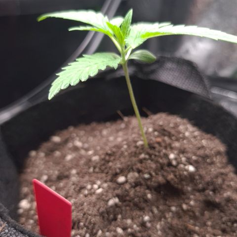 Samarian Sunset growlog timeline photo