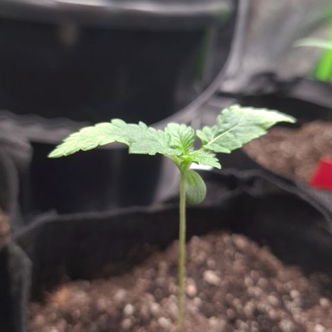 Peyote growlog timeline photo