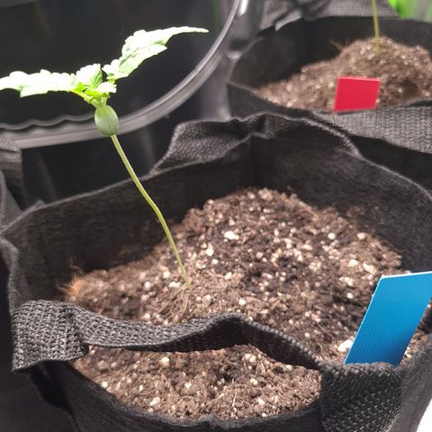 Peyote growlog timeline photo