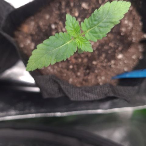 Peyote growlog timeline photo