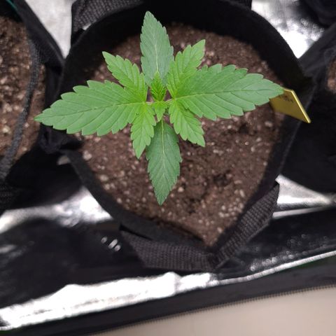 Patacon growlog timeline photo