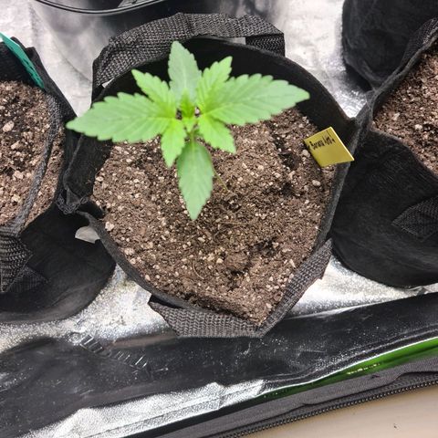 Patacon growlog timeline photo