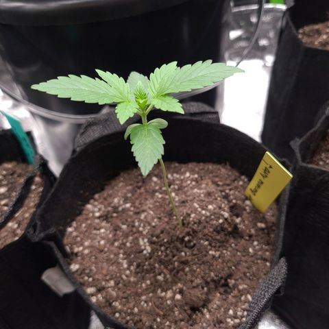 Patacon growlog timeline photo
