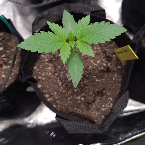 Patacon growlog timeline photo
