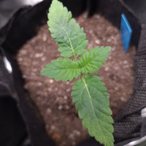 Peyote growlog timeline photo