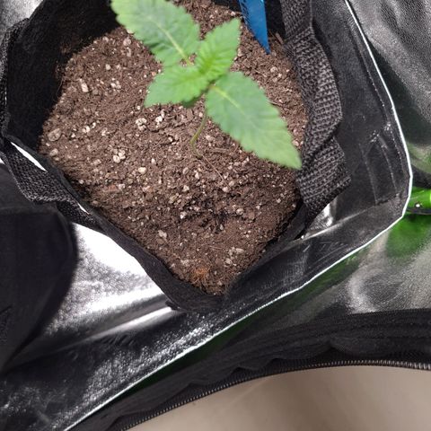 Peyote growlog timeline photo
