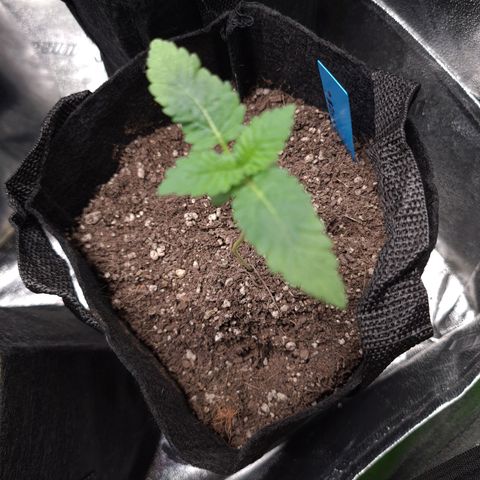 Peyote growlog timeline photo