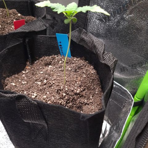 Peyote growlog timeline photo