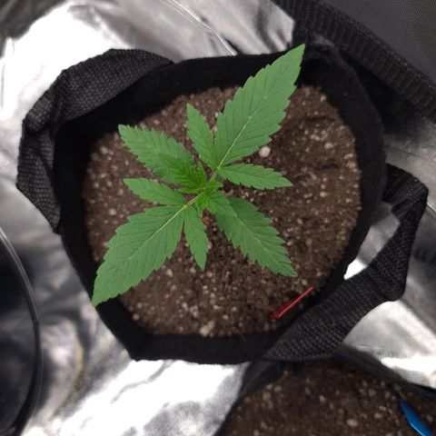 Samarian Sunset growlog timeline photo